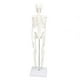 thumbnail image 5 of Modelo de esqueleto en miniatura de 45 cm Estructura ósea del cuerpo humano de PVC con brazos, piernas y soporte móviles, 5 of 9