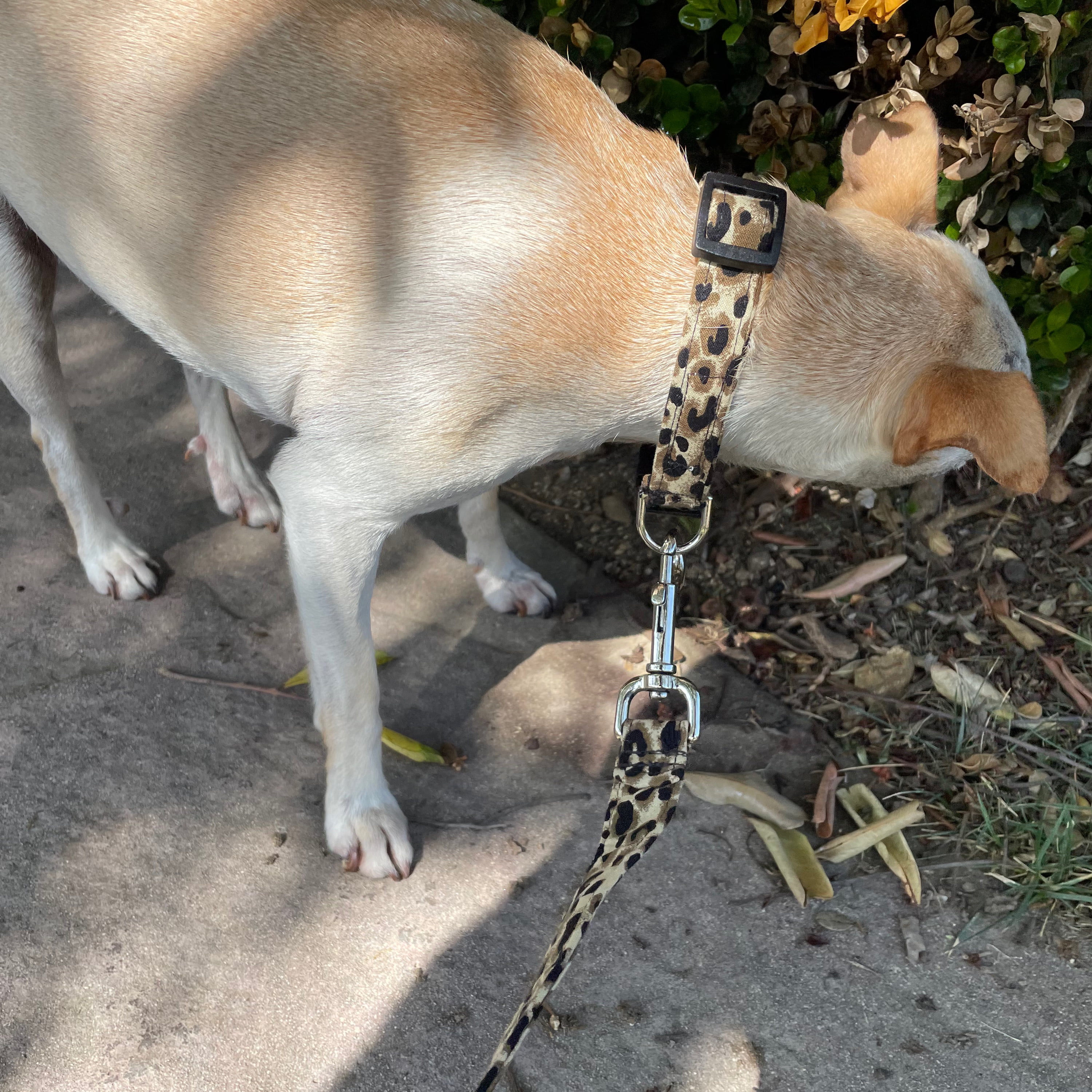 CANINI by Baguette Exotic Brown Leopard Leash