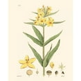 thumbnail image 3 of Vision Studio 15x18 Black Modern Framed Museum Art Print Titled - Antique Floral Plate VIII, 3 of 5