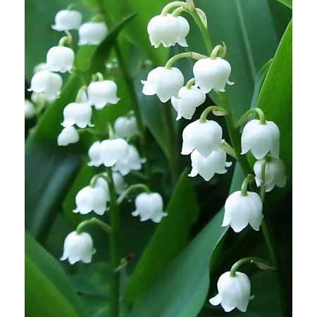 Classy Groundcovers, Convallaria majalis (25 Bare Root plants)