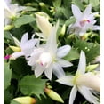 thumbnail image 4 of Surprise Christmas Cactus Plant - Zygocactus - 2.5" Pot-Colors will Vary!, 4 of 4