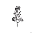thumbnail image 2 of Rice, Kristy 26x26 White Modern Wood Framed Museum Art Print Titled - Botticelli Plant IV Black, 2 of 4