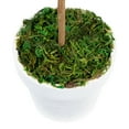 thumbnail image 6 of Northlight 14" Reindeer Moss Ball Potted Artificial Spring Topiary Tree - Green/White, 6 of 6