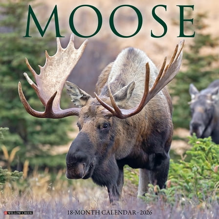 Moose 2026 Wall Calendar, (Paperback)