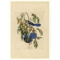 thumbnail image 3 of Audubon, John James 18x24 Black Modern Framed Museum Art Print Titled - Florida Jay, 3 of 5