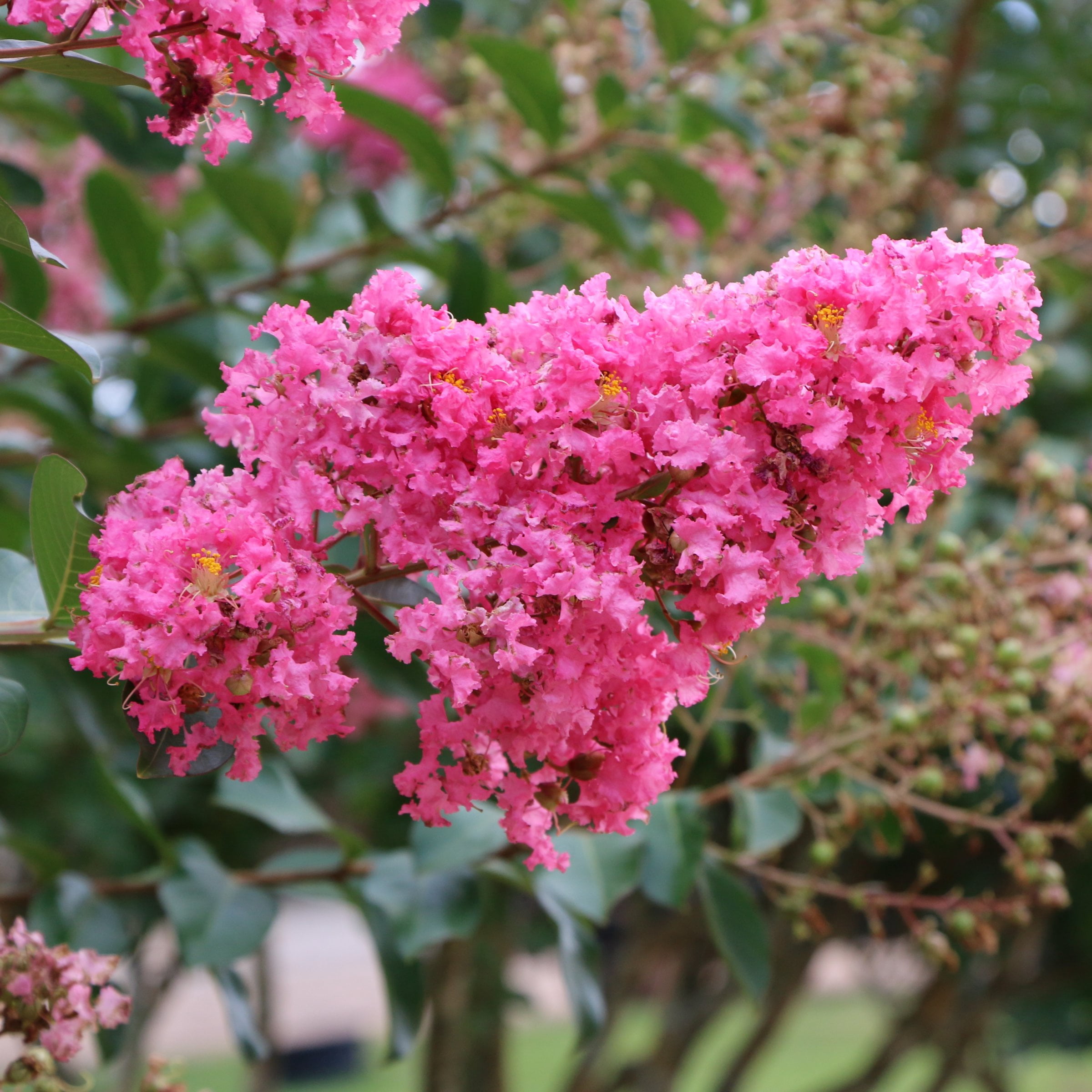 National Plant Network 3 gal Crape Myrtle Miami Live Shrub with Pink Flowers Full Sun