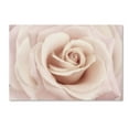 thumbnail image 2 of Peach Pink Rose' Canvas Art by Cora Niele, 2 of 4