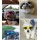 thumbnail image 3 of Gafas Plegables para Perros perfecl Gafas de terre UV Antiviento Protección Negro, 3 of 8