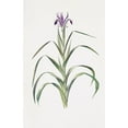 thumbnail image 3 of William Rickatson Dykes 17x24 Black Modern Framed Museum Art Print Titled - Iris Warleyensis (1913), 3 of 5