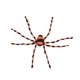 thumbnail image 1 of Decoración de araña de Halloween, arañas falsas, modelo de araña decorativa, accesorio de araña peluda aterradora para fiesta, patio interior y 200cm, 1 of 8