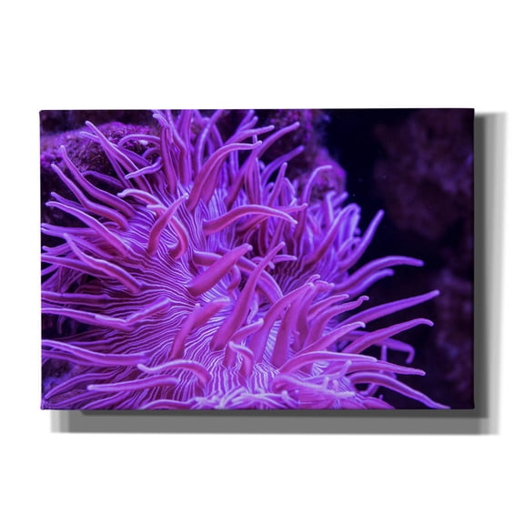 Epic Graffiti 'Striped Long Tentacle Anemone' by Epic Portfolio, Canvas Wall Art, 26"x18"