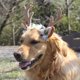 thumbnail image 4 of Tocado navideño para mascotas (2024), sombrero para perro y gato, con cuerno de ciervo, adornos festivos, cuernos de terciopelo anticaída, tocados con estilo., 4 of 8