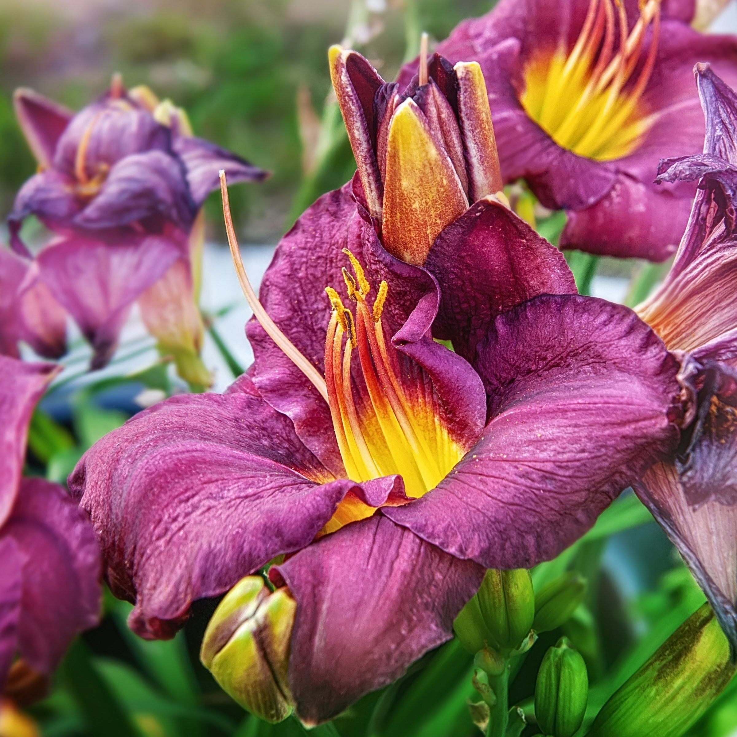 National Plant Network Bare Root Daylily Little Grapette Perennial Plant (10-Pack)
