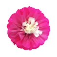 thumbnail image 4 of tredstone 1/2/3/5 Paper Flower Decorations for Wall DIY Embellishment Decorative Background Double-colored for Anniversary Party Decor Fushcia 30cm 5PCS, 4 of 6