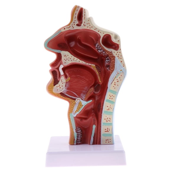 1:1 Lifesize Model - Longitudinal Section of Human Nasal Oral Cavity Pathology Model with Base, Classroom Study Teaching Statue