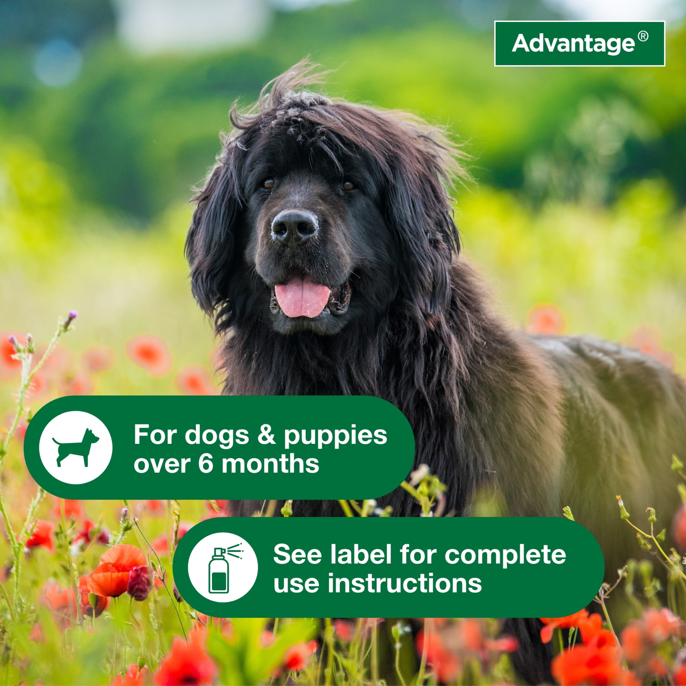 Advantage Dog Flea Treatment Spray, Kills Fleas & Ticks, Dog Flea Spray, 8 oz.