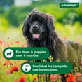 thumbnail image 2 of Advantage Dog Flea Treatment Spray, Kills Fleas & Ticks, Dog Flea Spray, 8 oz., 2 of 9
