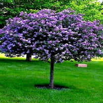 Common Lilac Seeds for Planting - 40 Seeds - Stunning Purple Flowers, Great for Landscaping or Bonsai Specimen