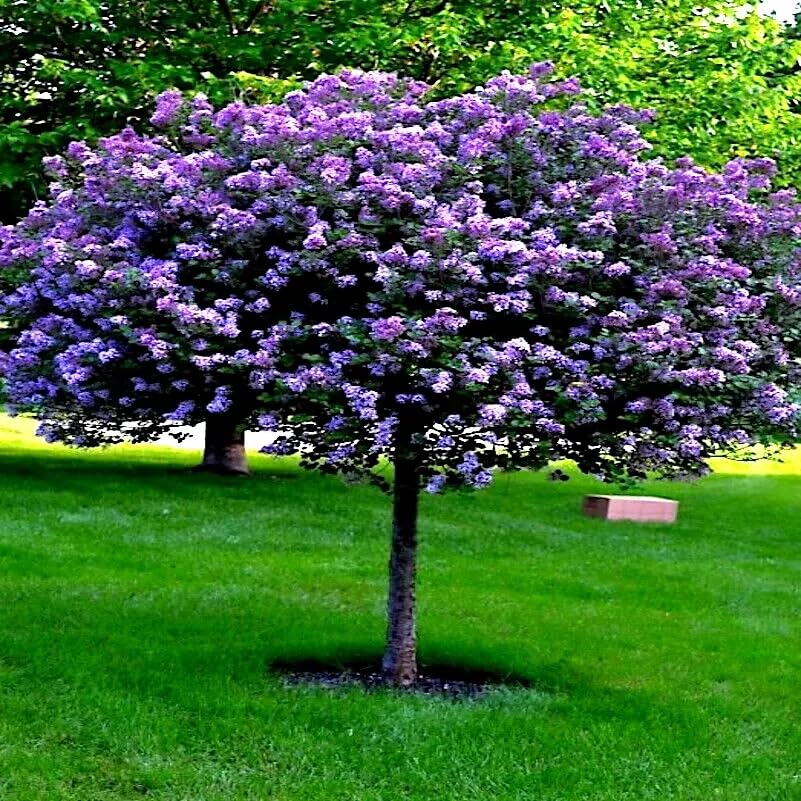 10 Purple Wisteria Bonsai Tree Seeds – Prized Flowering Bonsai – CZ Grain – Easy Grow