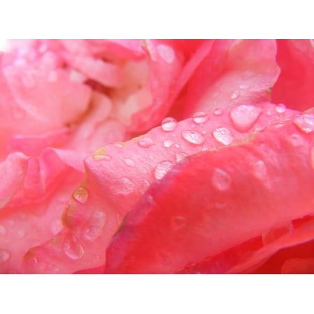 Pink Flower Shape - LAMINATED POSTER Nature Petals Rose Pink Flower Pink Roses Spring Poster Print 24 x 36