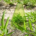 thumbnail image 5 of KAIYANG Campanas de jardín, paquete de 20 cubiertas reutilizables para campanas de plantas, campanas de vidrio para protección contra (verde), 5 of 5