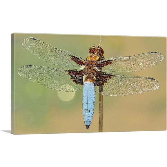 ARTCANVAS Dragonfly Home decor Canvas Art Print - Size: 26" x 18" (0.75" Deep)