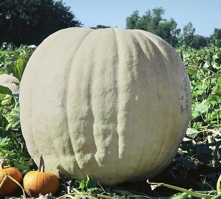 Giant Show Winner Pumpkin Seeds for Planting 5 Rare Seeds Easy to