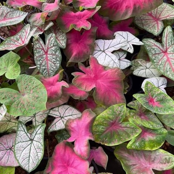Set 3 Caladium Plants, 3 to 6 Inc Tall Live Caladium Plants for Indoor Outdoor Garden, Colorful Leaves