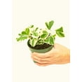 thumbnail image 2 of Ficus Triangularis 'Variegata' Live Green Plant, 2 of 4