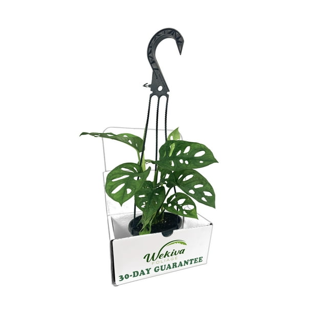 Monstera Swiss Cheese Plant Hanging Basket Live Plant in a 4 inch