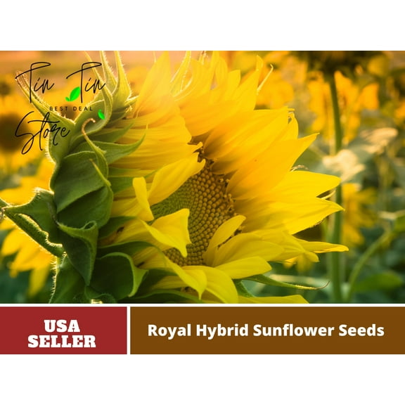 25  Seeds| Royal Hybrid 1121 Sunflower Seed #E012-Authentic Seeds-Flowers-Rose seeds-Herb seeds-Vegetable Seeds-Mix Seeds for Plant-B3G1