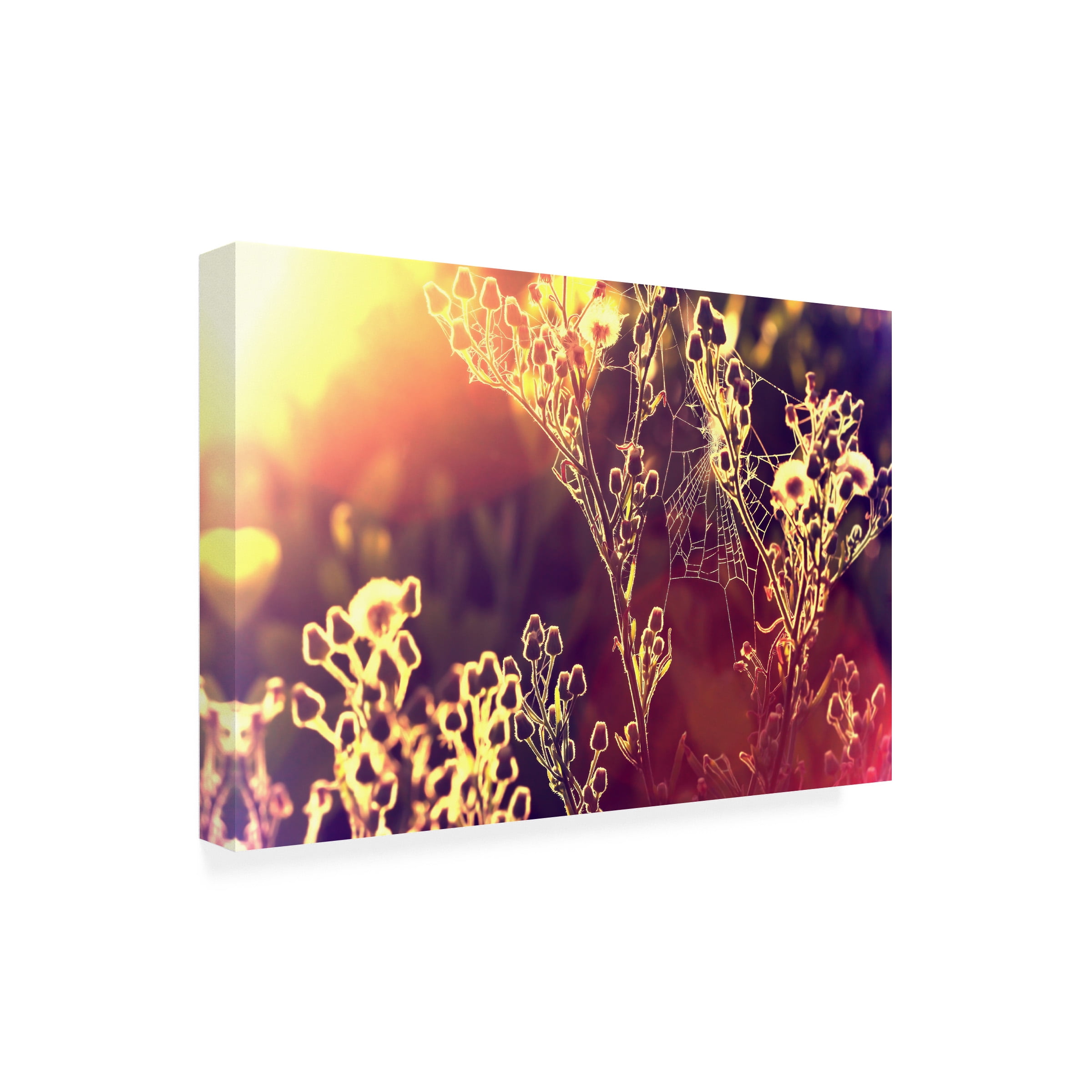 Beata Czyzowska Young 'Painting with Light' Canvas Art