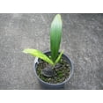 thumbnail image 4 of Sabinaria Palm - Live Plant in a 3 Gallon Growers Pot - Sabinaria Magnifica - Extremely Rare and Beautiful Palms from Florida, 4 of 5