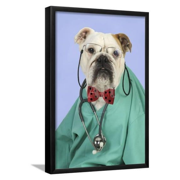 Bulldog in Vets Scrubs Wearing Glasses and Stethoscope, Animals Figurative Framed Art Print Wall Art Sold by Art.Com