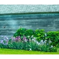 thumbnail image 2 of Gulin, Sylvia 30x26 Black Ornate Wood Framed with Double Matting Museum Art Print Titled - USA-Washington State-Kamiak Butte-Palouse Bearded Iris along side a wooden barn, 2 of 4