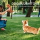 thumbnail image 5 of Dino lindo juguete para perros chirriante, 5 of 7