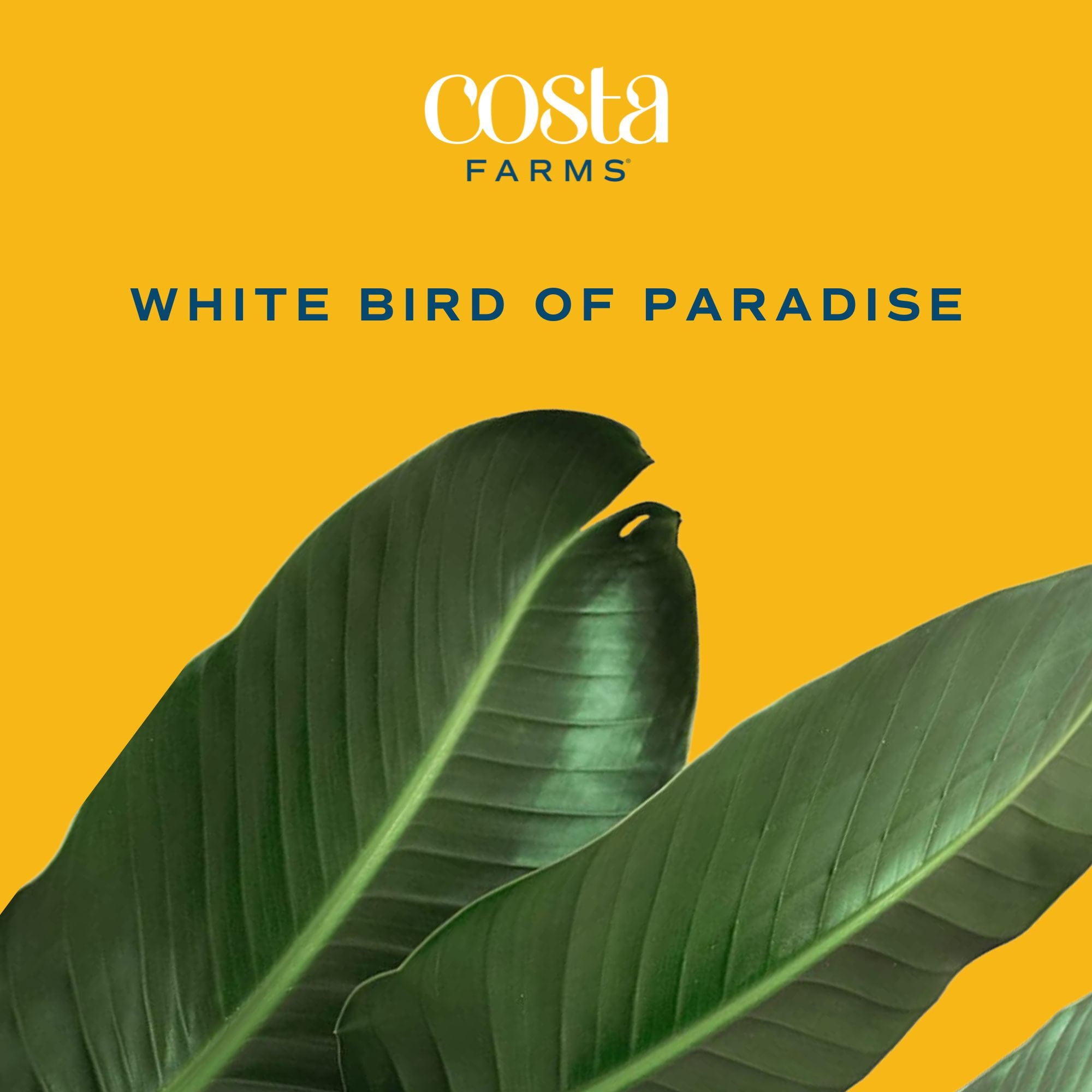 Costa Farms 36" White Bird of Paradise Live House Plants in 10" Grower Pot