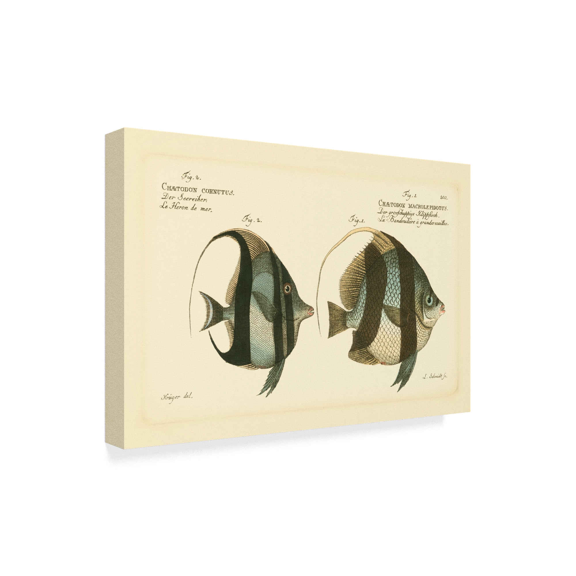 Trademark Fine Art 'Bloch Antique Fish I' Canvas Art by Bloch