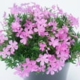 thumbnail image 5 of Expert Gardener 2.5 Quart Multicolor Creeping Phlox Perennial Groundcover Outdoor Live Plants Full Sun, 5 of 14