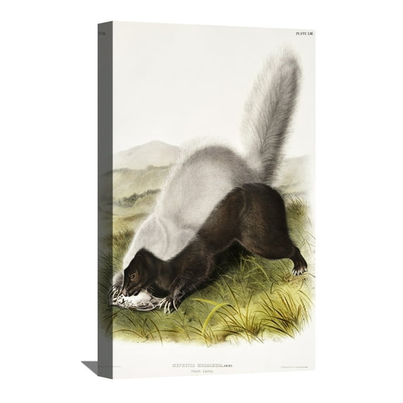 John James Audubon Painting Mephitis Mesoleuca By Audubon Canvas Art Birds Framed Wall Art