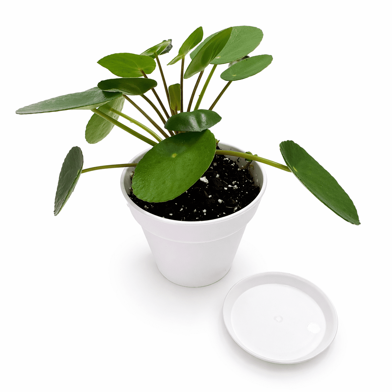 Chinese Money Plant (Pilea Peperomioides) Live Plant in 4” Modern White Decorative Pot with Saucer – Indoor Houseplant Decor