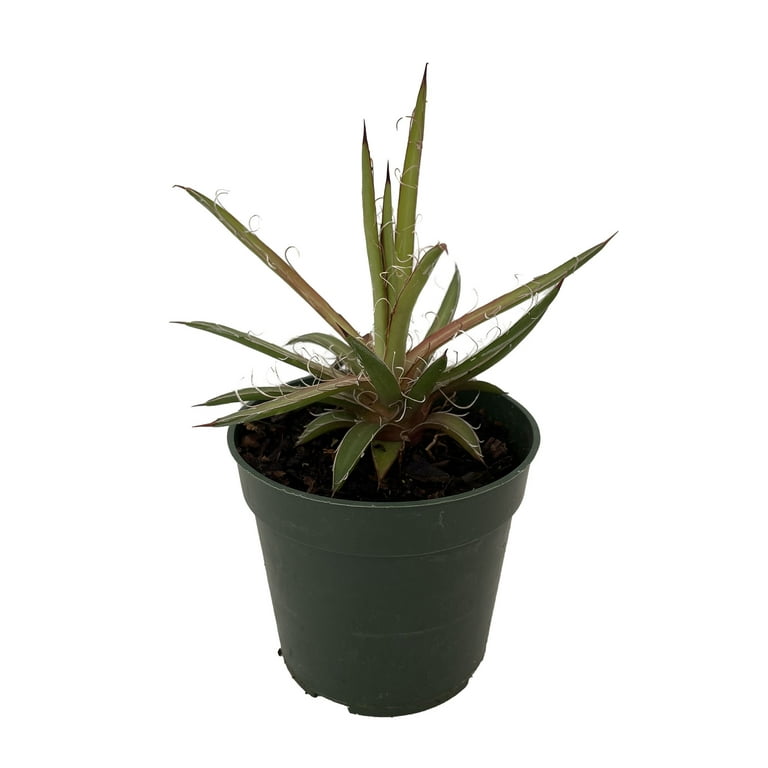 bonsai olivenbaum schneiden Olivenbaum Olea europaea Bonsai kaufen | 225 cm