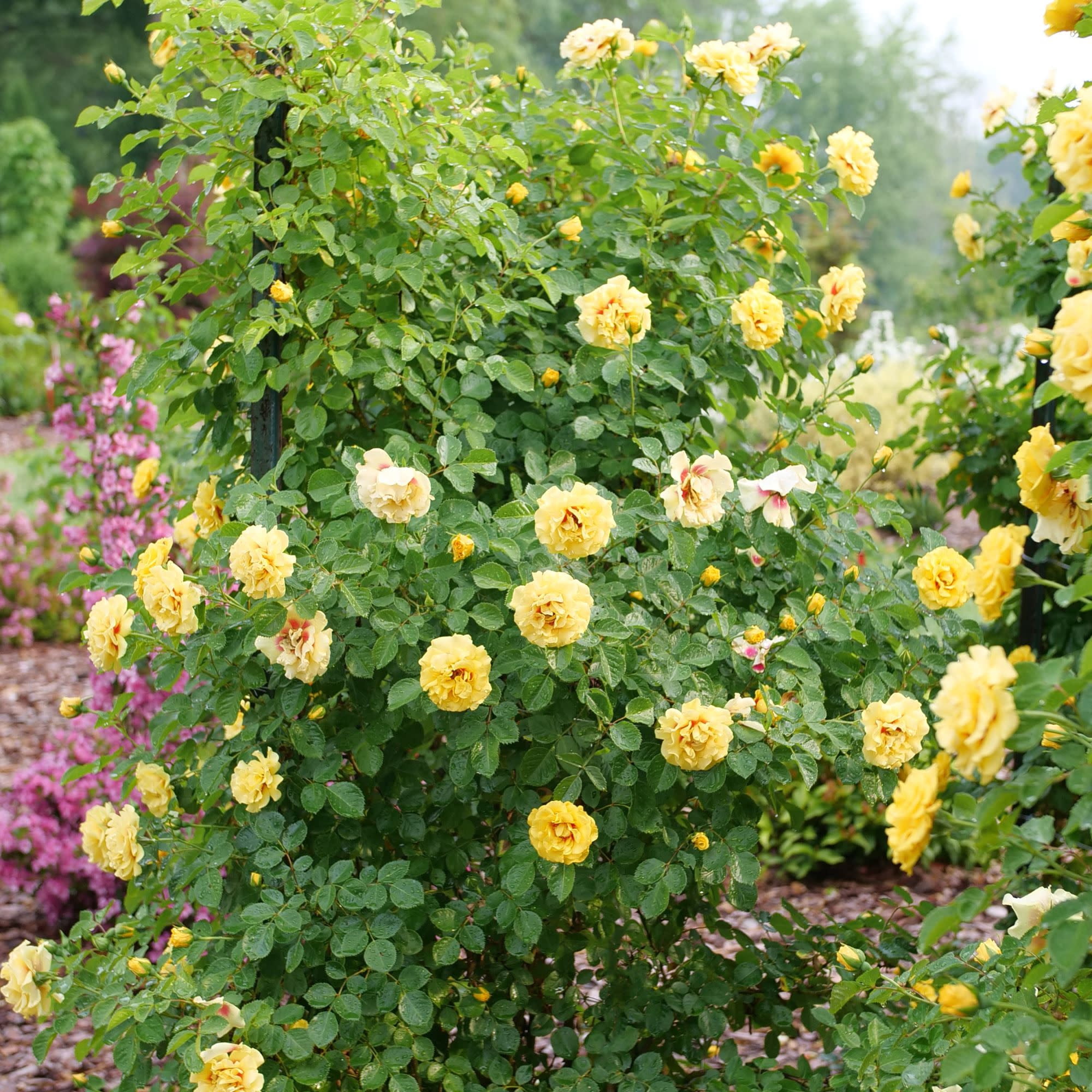 Proven Winners ColorChoice 5" Multicolor Rise Up Ringo Rose Live Plant in 4.5" Pot (4 Count)