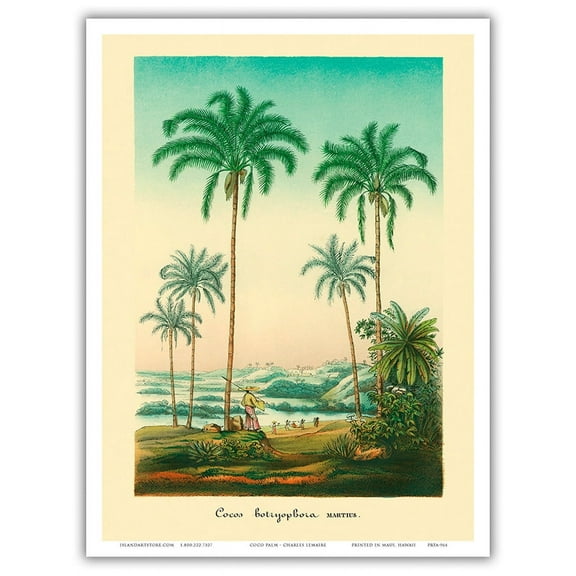 Palm Tree (Cocos Botryophora Martius) - Vintage Botanical Illustration by Charles Antoine Lemaire c.1854 - Master Art Print (Unframed) 9in x 12in