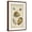 Brown Frame, variant on Art.com Vintage Shell Study IV Art Print by Martini, 12" x 18"