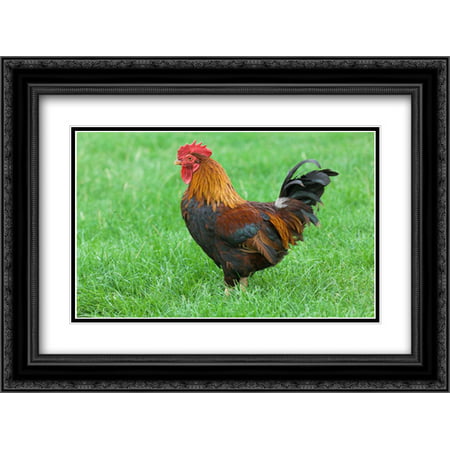 Domestic Chicken, farmyard cockerel on grass, Norfolk, England 2x Matted 24x18 Black Ornate Framed Art Print by Smith, Gary