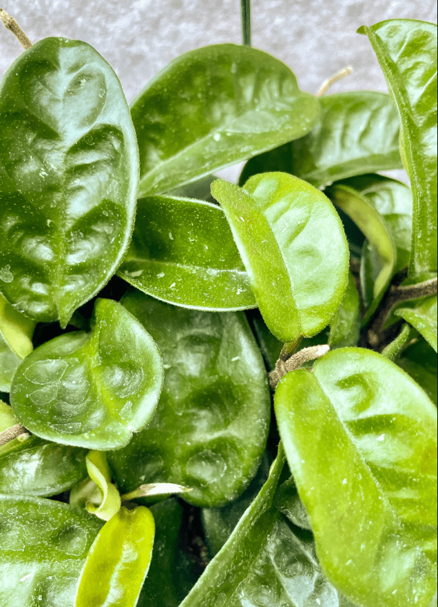 Hoya Krinkle Carnosa Plant Live, Hoya Plant Live Indoor Outdoor, Hoya Plant 4 Inc Pot Bareroot for Planting