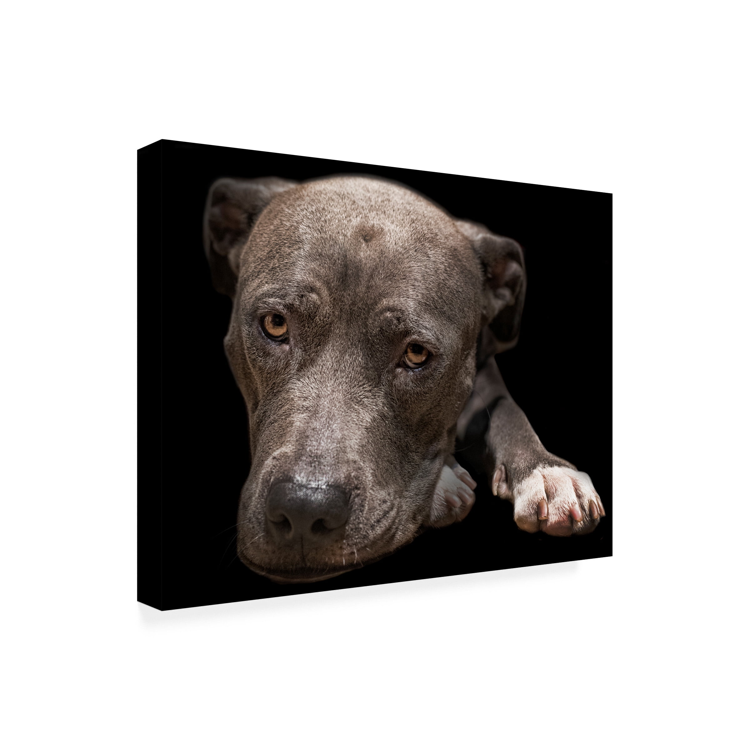 Lori Hutchison 'Pit Bull Terrier' Canvas Art
