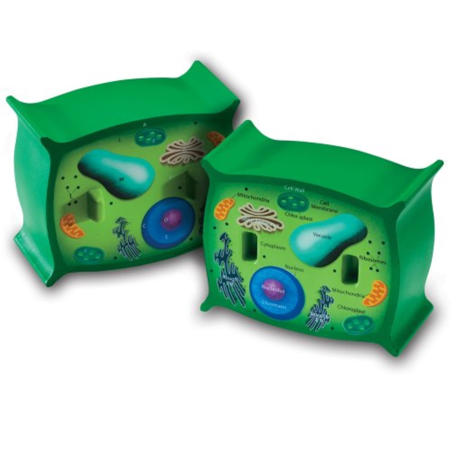 Famemaster 4D Science Plant Cell Anatomy Model Science Learning Set 26701 New 