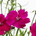 thumbnail image 2 of Expert Gardener 1.5PT Pink Dianthus Live Perennial Plant Sun, 2 of 9